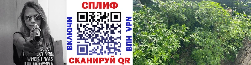 Конопля OG Kush  Купить  Зарайск 